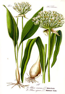 Illustration Allium ursinum