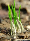 Allium ursinum seedlings.jpg
