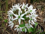 Allium ursinum (Bärlauch) - Blüte.jpg