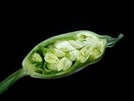 Allium ursinum 09 ies.jpg